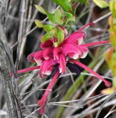 Grevillea baueri asperula