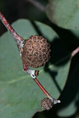 Apiomorpha strombylosa