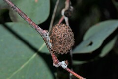 Apiomorpha strombylosa