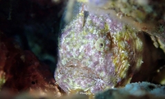 Antennatus tuberosus