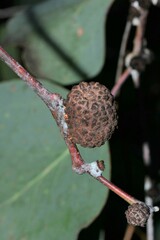 Apiomorpha strombylosa