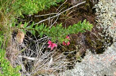 Grevillea baueri asperula