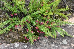 Grevillea baueri asperula