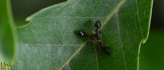 Crematogaster matsumurai