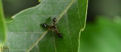 Crematogaster matsumurai