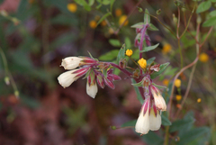 Onosma simplicissima