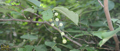 Styrax obassia