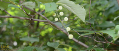 Styrax obassia