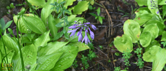 Hosta longipes