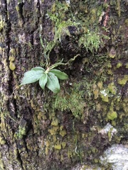 Drymoanthus