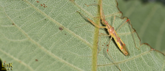 Gorpis japonicus