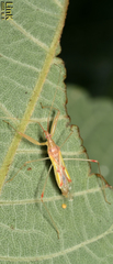 Gorpis japonicus