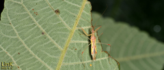 Gorpis japonicus