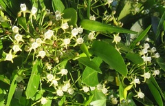 Cynanchum ellipticum