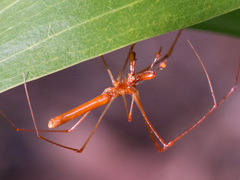 Tetragnatha rubriventris