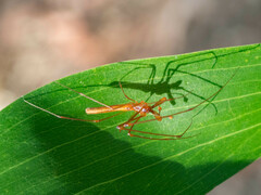 Tetragnatha rubriventris