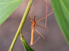 Tetragnatha rubriventris
