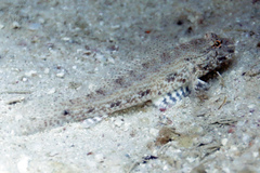 Macrodontogobius wilburi