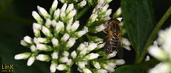 Helophilus eristaloidea