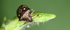 Eysarcoris annamita