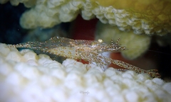 Harpiliopsis spinigera