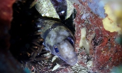 Gymnothorax gracilicauda