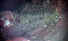 Samariscus triocellatus