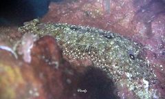 Samariscus triocellatus