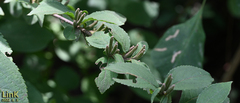 Weigela subsessilis
