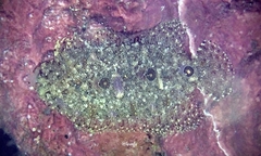 Samariscus triocellatus