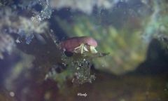 Calcinus guamensis