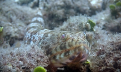 Synodus dermatogenys