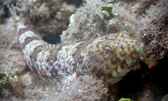 Synodus dermatogenys