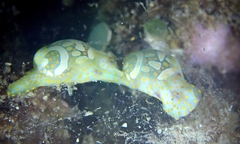 Lamprohaminoea cymbalum