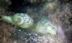 Lamprohaminoea cymbalum