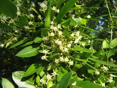 Cynanchum ellipticum