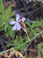 Dianthus ciliatus