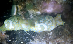 Lamprohaminoea cymbalum