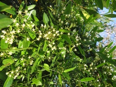 Cynanchum ellipticum