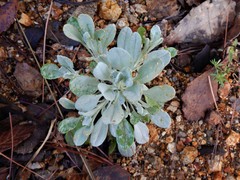 Packera candidissima