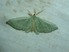 Celonoptera mirificaria