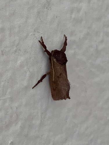 Monoleuca occidentalis