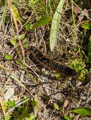 Eriogaster arbusculae
