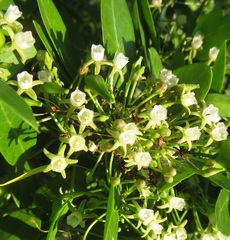 Cynanchum ellipticum