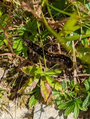 Eriogaster arbusculae