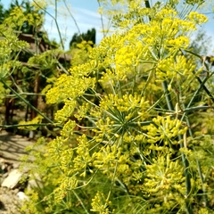 Foeniculum vulgare