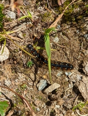 Eriogaster arbusculae
