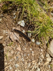 Eriogaster arbusculae