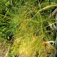 Foeniculum vulgare