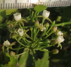 Cynanchum ellipticum